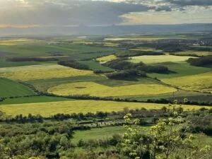 Giant Pac-Man appeares on a rapeseed field causing damage worth $17,000